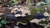 Merulius tremellosus image