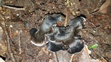 Phellodon niger image