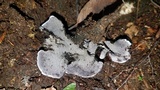 Phellodon niger image