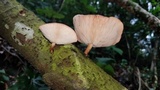 Lentinula boryana image