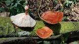 Lentinula boryana image