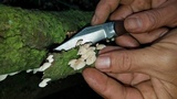 Panellus pusillus image