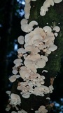 Panellus pusillus image