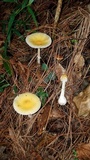 Amanita xylinivolva image