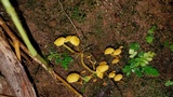 Tricholomopsis aurea image