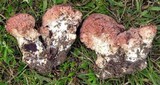 Ramaria botrytis image