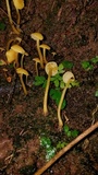 Tricholomopsis aurea image