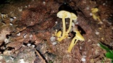 Tricholomopsis aurea image