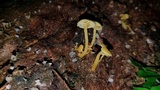 Tricholomopsis aurea image