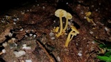 Tricholomopsis aurea image