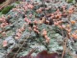 Dibaeis baeomyces image
