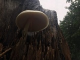 Volvariella bombycina image