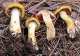 Cortinarius semisanguineus image