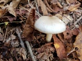 Hygrophorus eburneus image