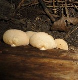 Crepidotus crocophyllus image