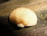 Crepidotus crocophyllus image