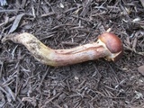 Rhodocollybia butyracea image