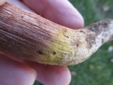 Rhodocollybia butyracea image