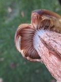 Rhodocollybia butyracea image