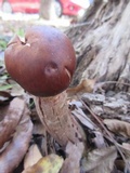 Rhodocollybia butyracea image