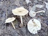 Marasmius nigrodiscus image