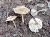 Marasmius nigrodiscus image