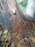 Nectria peziza image
