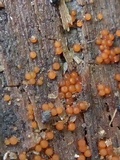 Nectria peziza image