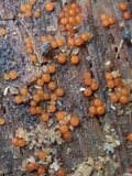 Nectria peziza image