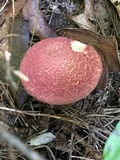 Suillus spraguei image