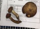 Suillus spraguei image