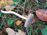 Tricholoma terreum image