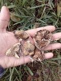 Chlorophyllum hortense image