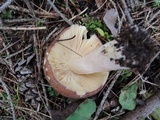 Russula mustelina image