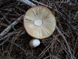Russula mustelina image