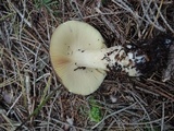 Russula mustelina image