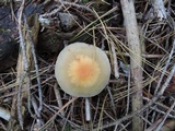 Hypholoma capnoides image