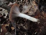 Hygrocybe lacmus image