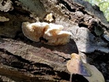 Sarcodontia pachyodon image