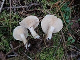 Clitocybe hygrophoroides image