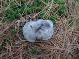 Tricholoma portentosum image