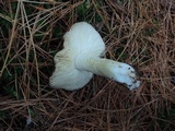 Tricholoma portentosum image