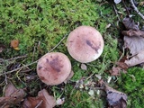 Tricholoma pessundatum image