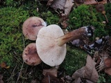 Tricholoma pessundatum image