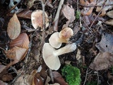Tricholoma pessundatum image
