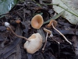 Lentinus swartzii image
