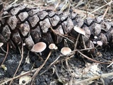 Baeospora myosura image