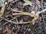 Mycena atkinsoniana image