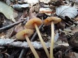 Mycena atkinsoniana image