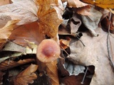 Mycena atkinsoniana image